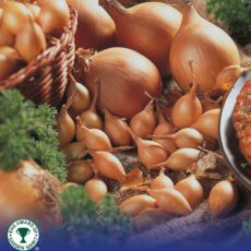 8718641999318 1 Onion Setton.jpg